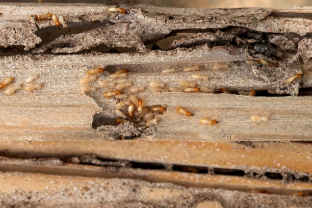 Best Pest Control Treatment  in Shell Lake, WI