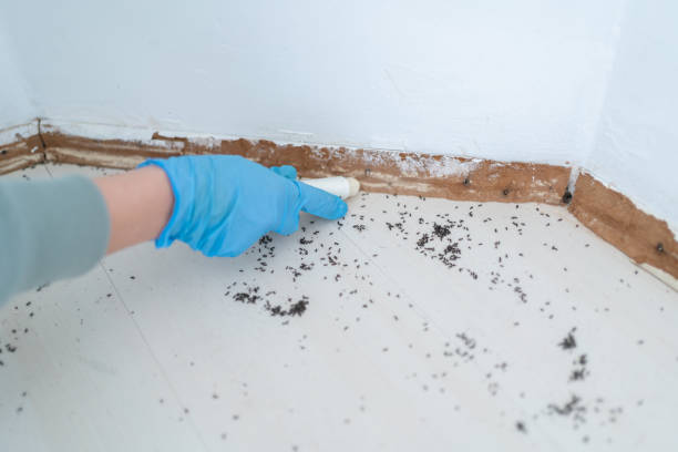 Reliable Shell Lake, WI Pest Control Solutions